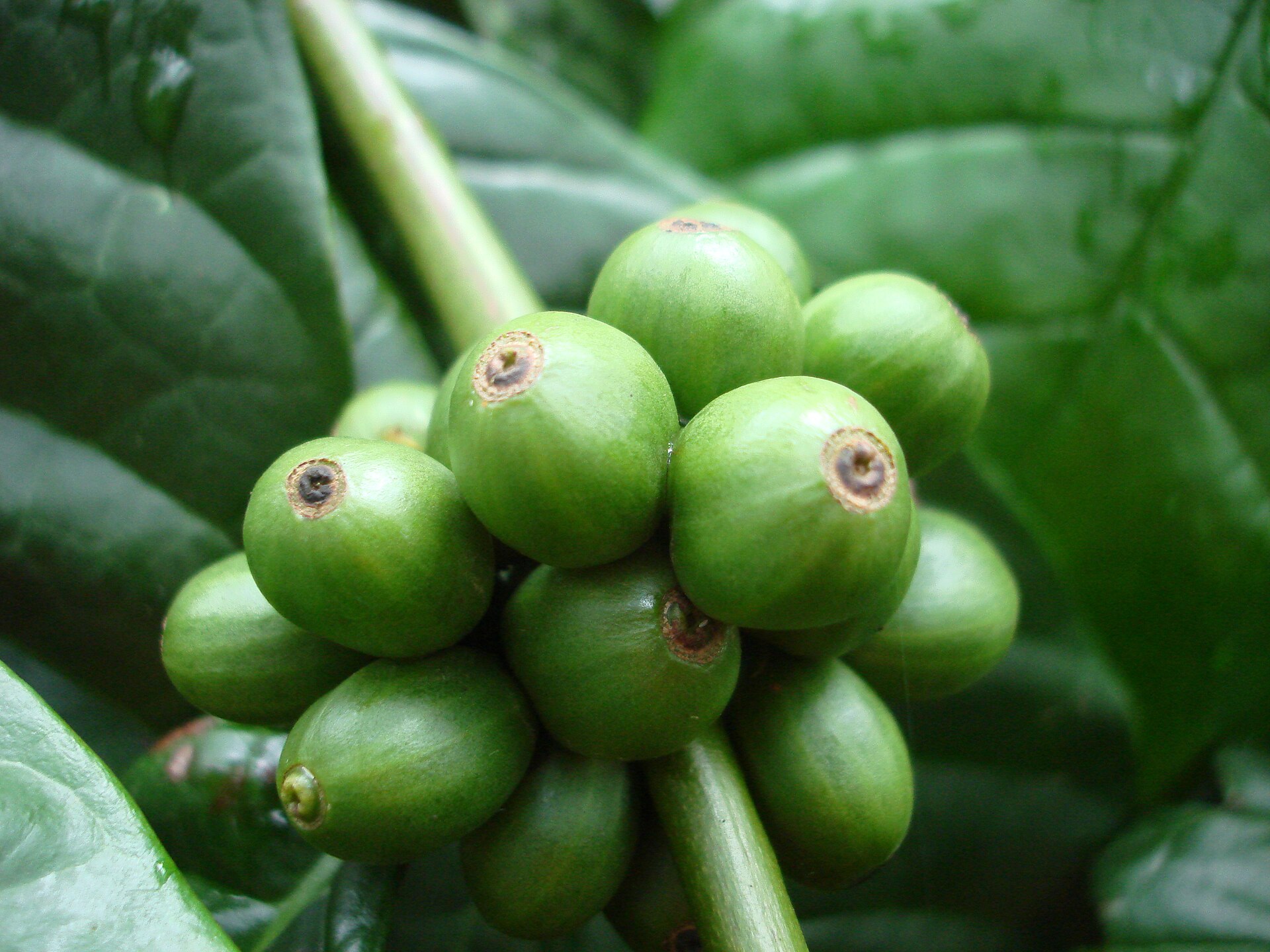 Robusta coffee cherries, a common part of Italian espresso blends