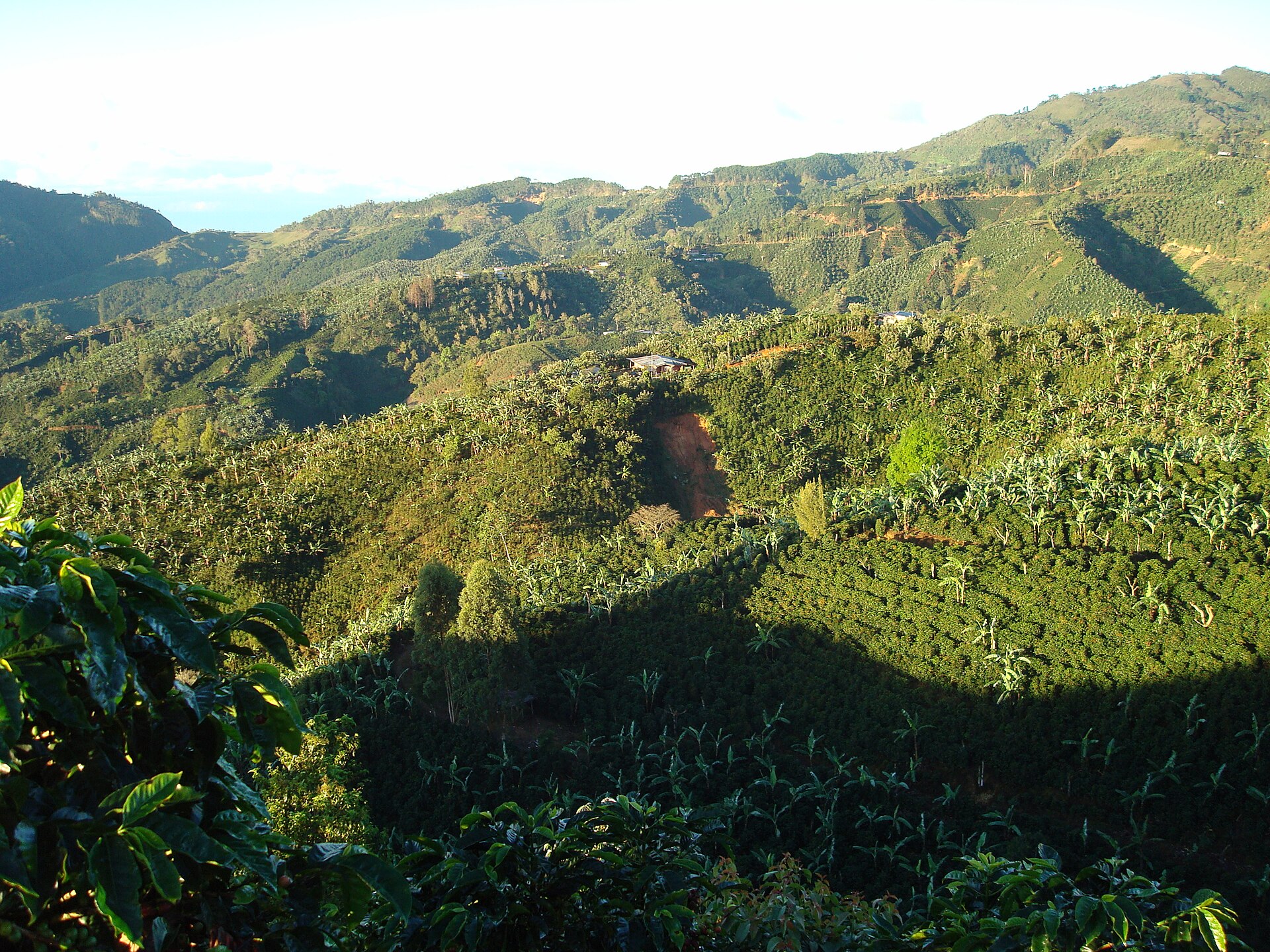 Costa Rica coffee farms on the green hills of the Tarrazú region