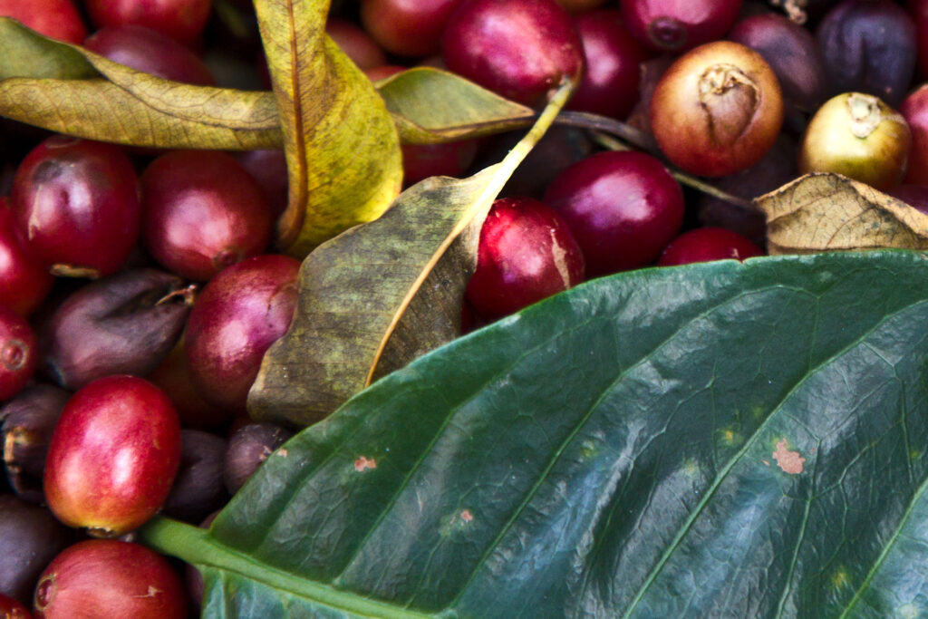 Honduras coffee starts with ripe red coffee cherries picked by hand
