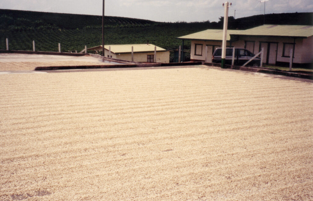 Coffee drying on a patio, a common step in Honduras coffee processing