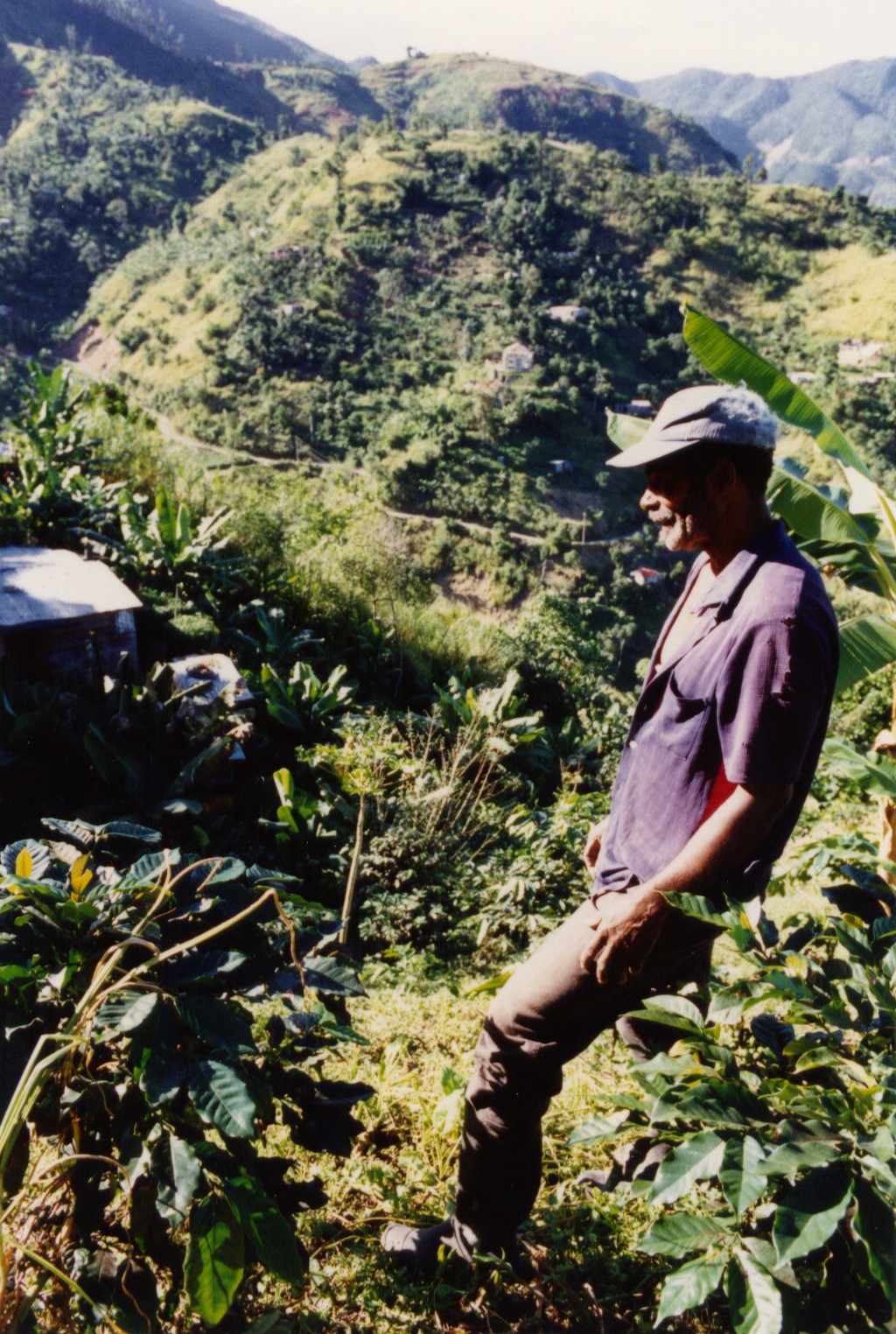 A farmer checking Jamaica Blue Mountain coffee plants on a hillside