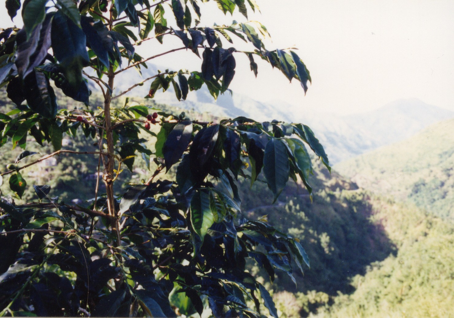 Jamaica Blue Mountain coffee harvest in the mountains