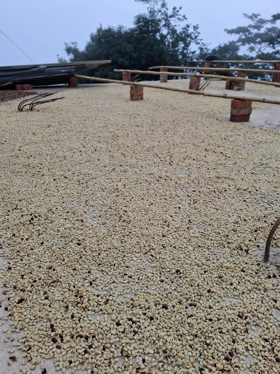 Coffee beans drying in the sun on a Peru coffee farm