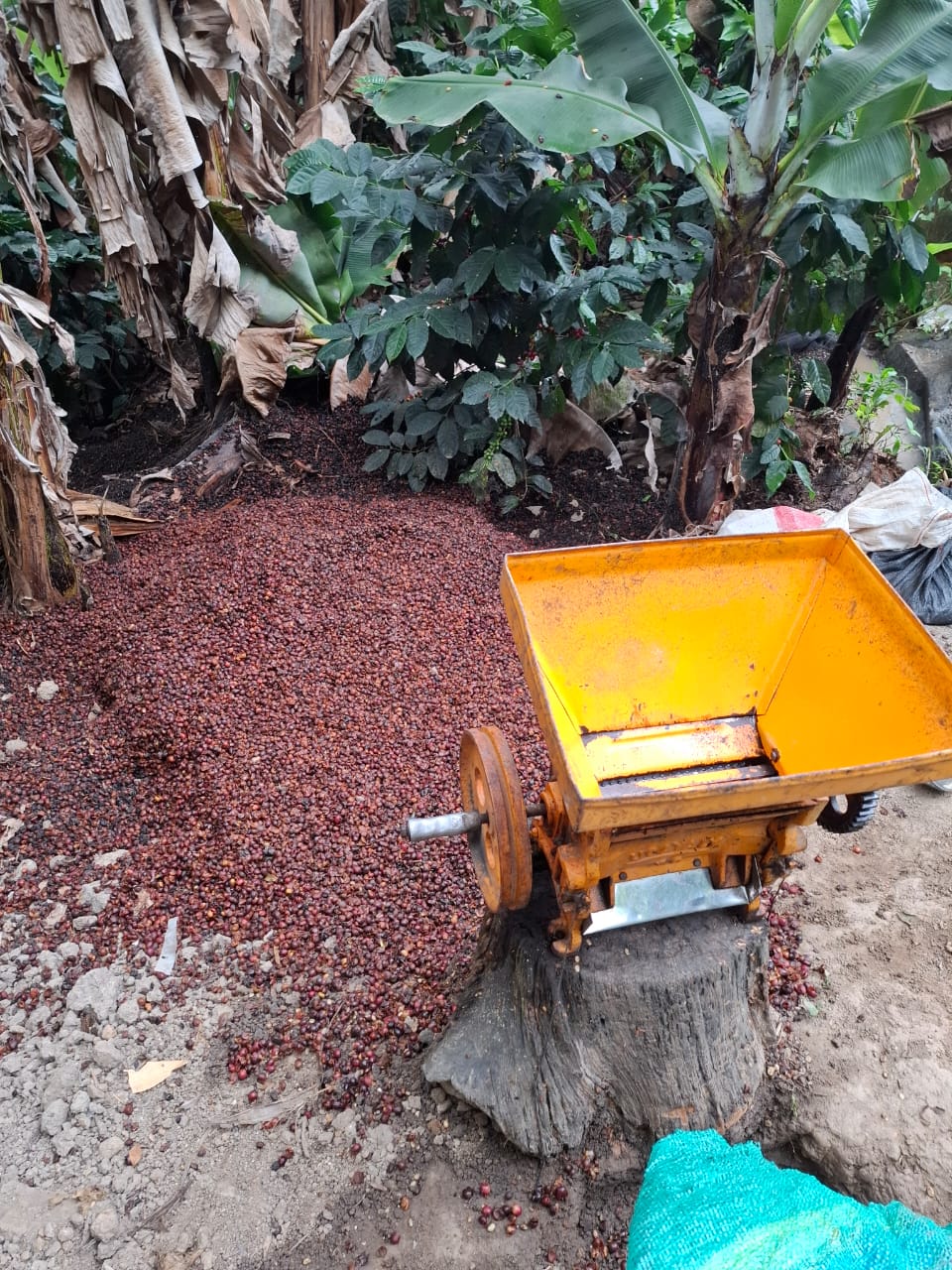 Pulping machine used to process coffee cherries on a Peru coffee farm