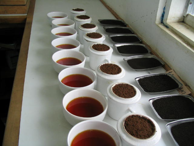 Rows of cupping bowls used to score specialty coffee samples