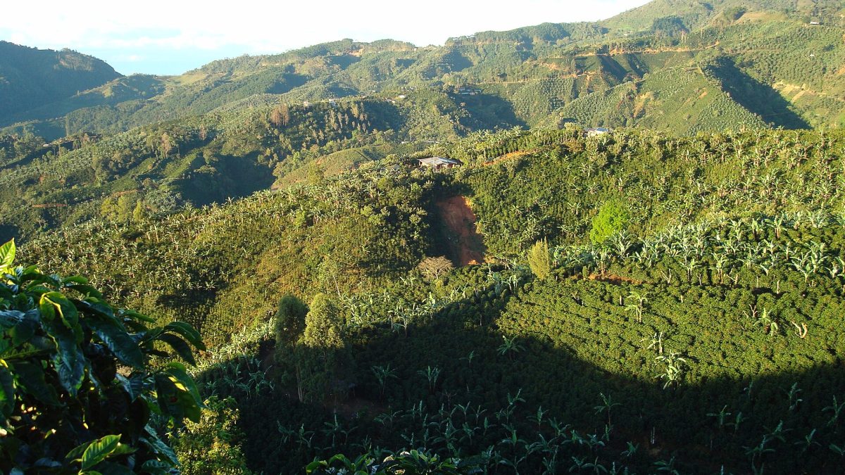 Costa Rica coffee farms on the green hills of the Tarrazú region