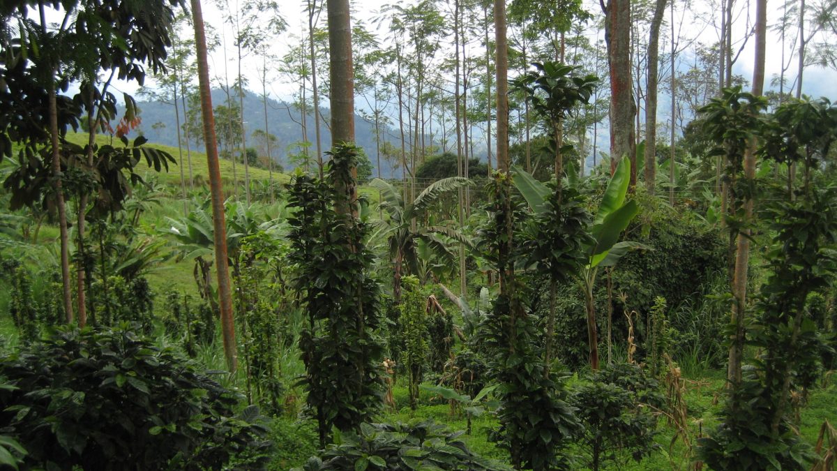 Coffee plantation in Huila, Colombia, among the Andes mountains