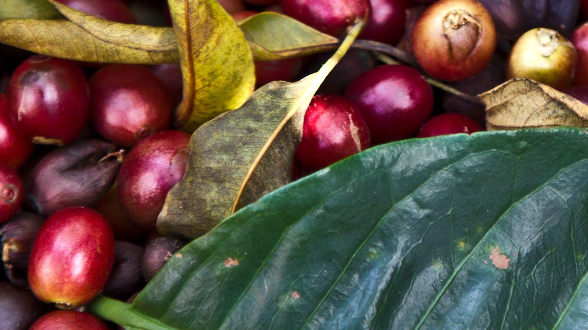 Honduras coffee starts with ripe red coffee cherries picked by hand
