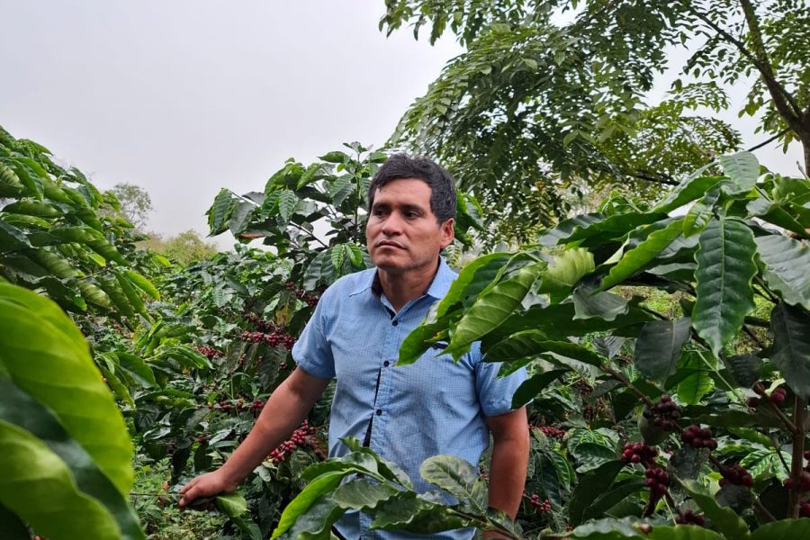 Peru coffee plantation in the Piura region with shade trees on a hillside