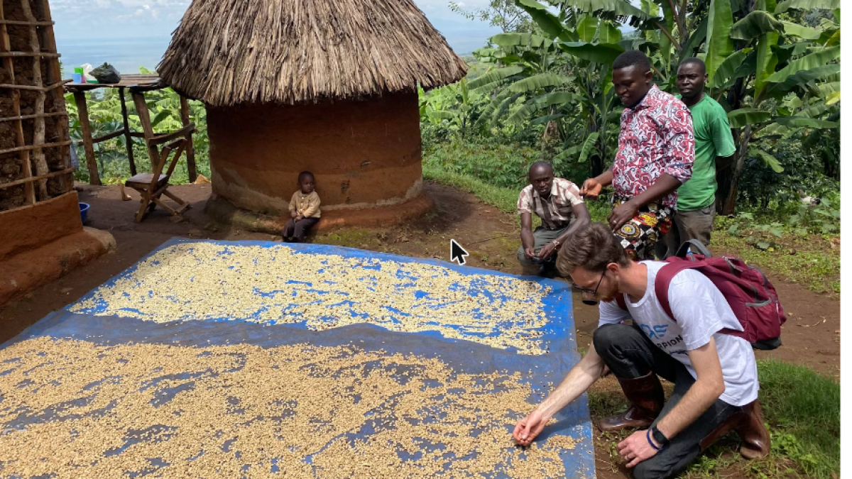 Washed Kenya AA coffee drying on raised beds in an African village